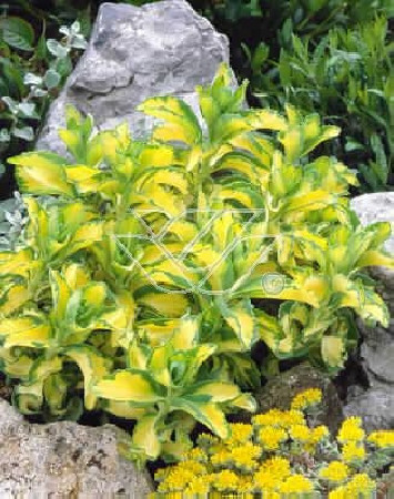 Rozchodnik alboroseum 'Mediovariegatum' Sedum alboroseum