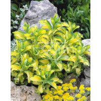 Rozchodnik alboroseum 'Mediovariegatum' Sedum alboroseum