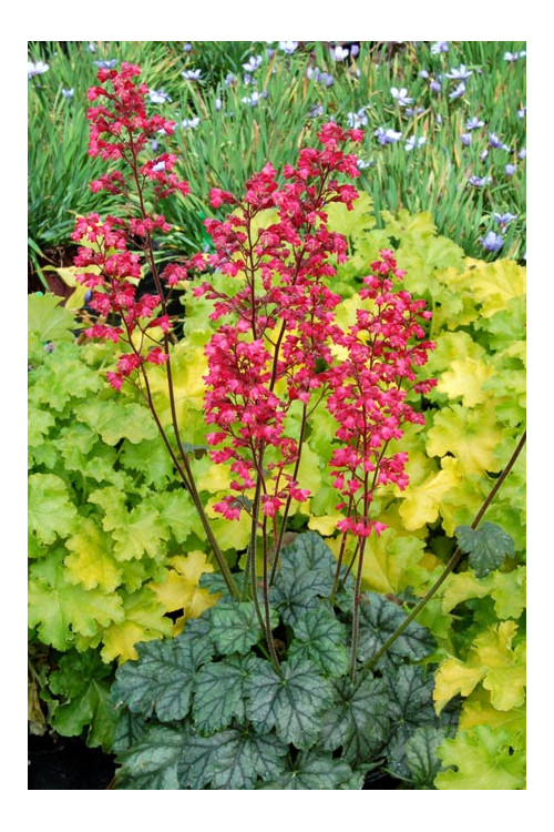 Żurawka 'Paris' | Heuchera