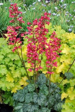 Żurawka 'Paris' | Heuchera