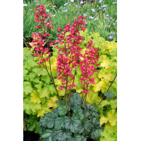 Żurawka 'Paris' | Heuchera