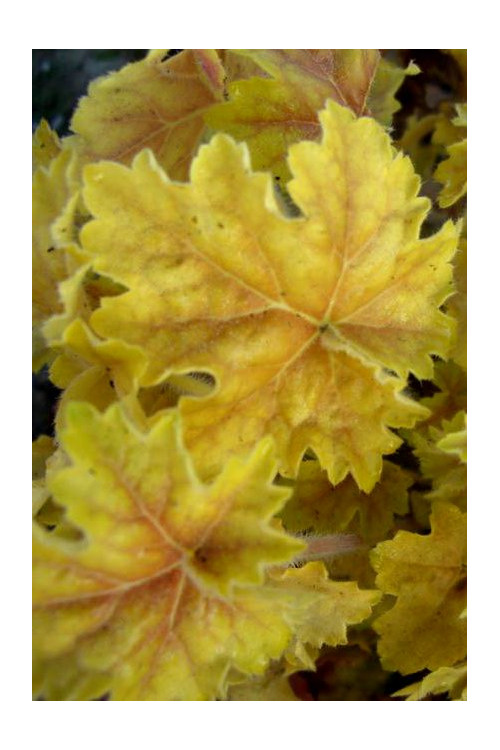 Żurawka 'Tara' Heuchera