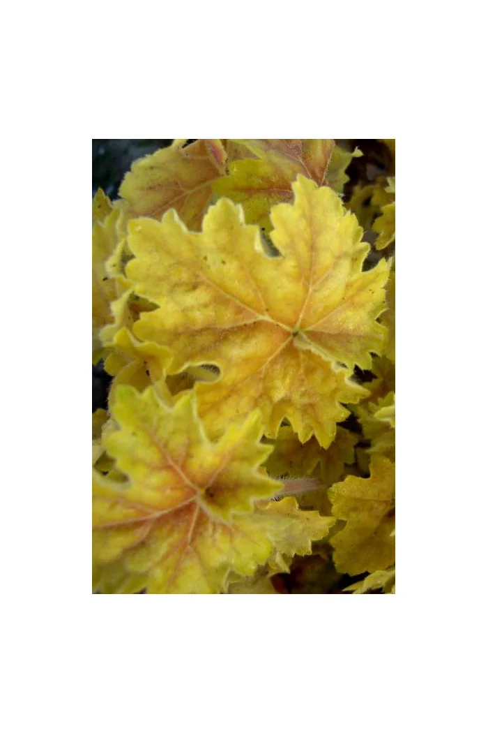 Żurawka 'Tara' Heuchera