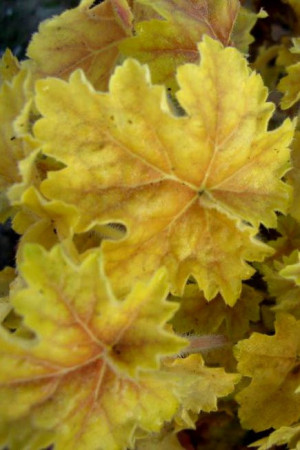 Żurawka 'Tara' Heuchera