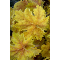 Żurawka 'Tara' Heuchera