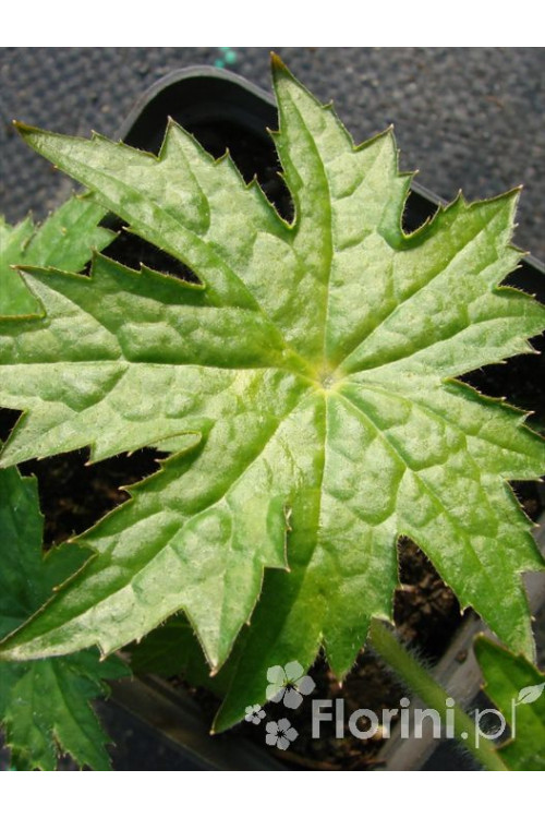 Peltoboykinia Peltoboykinia tellimoides