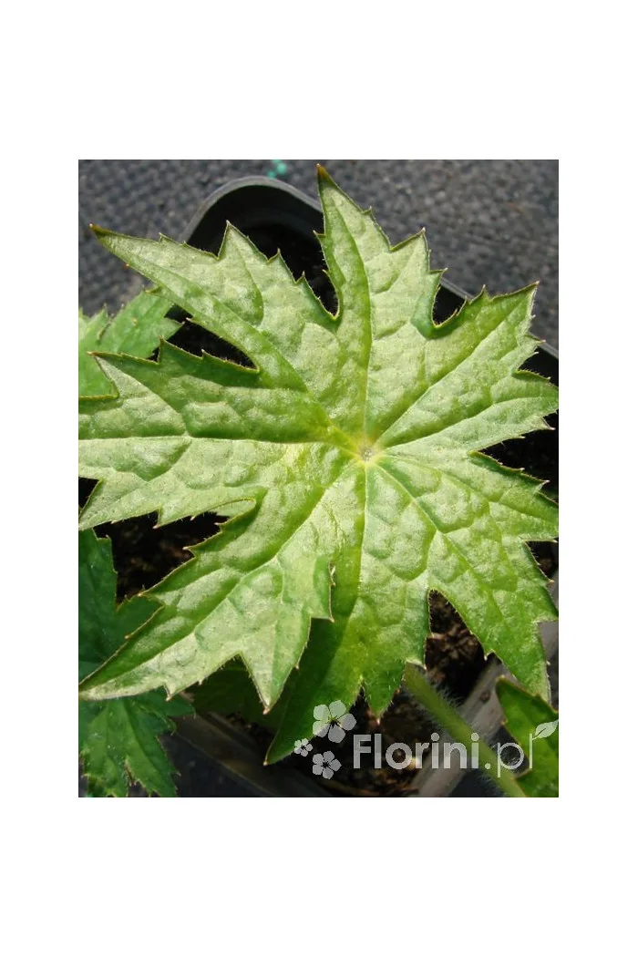 Peltoboykinia Peltoboykinia tellimoides