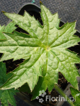 Peltoboykinia Peltoboykinia tellimoides