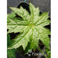 Peltoboykinia Peltoboykinia tellimoides