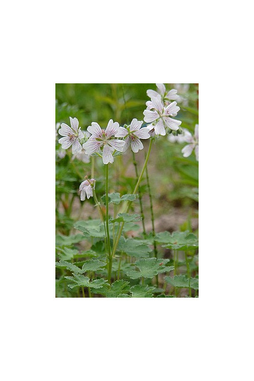 Bodziszek Renarda 'Philippe Vapelle' Geranium renardii