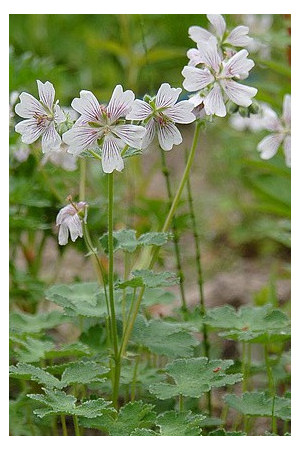 Bodziszek Renarda 'Philippe Vapelle' Geranium renardii