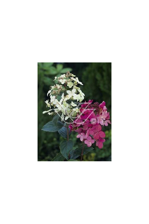 Hortensja bukietowa 'Pink Diamond' Hydrangea paniculata