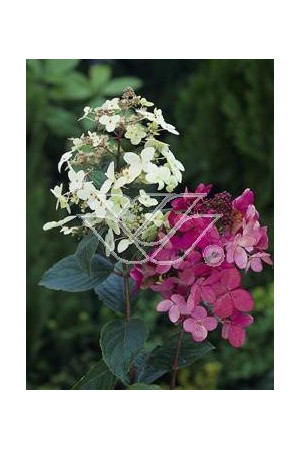 Hortensja bukietowa 'Pink Diamond' Hydrangea paniculata