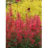 Kłosowiec 'Kudos Coral' Agastache