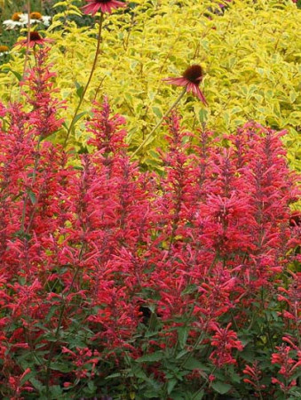 Kłosowiec 'Kudos Coral' Agastache