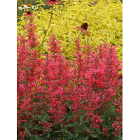 Kłosowiec 'Kudos Coral' Agastache