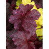Żurawka 'Midnight Rose' Heuchera