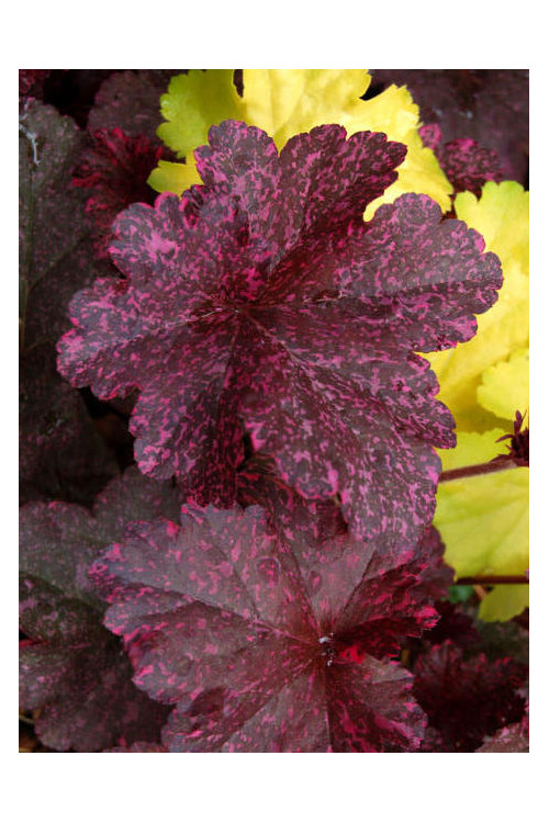 Żurawka 'Midnight Rose' Heuchera