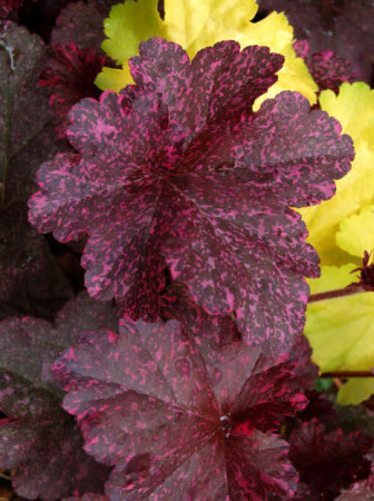 Żurawka 'Midnight Rose' Heuchera