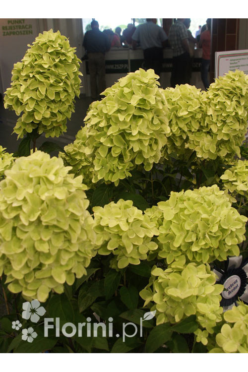Hortensja bukietowa 'Magical Candle' | Hydrangea paniculata