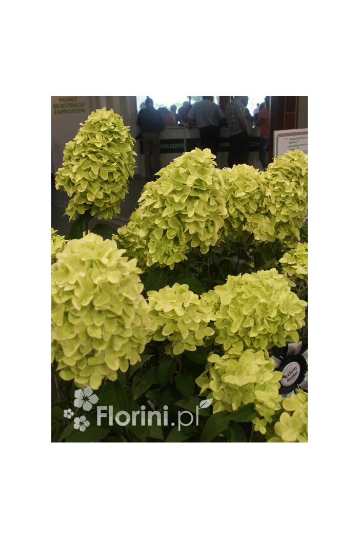 Hortensja bukietowa 'Magical Candle' | Hydrangea paniculata