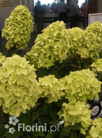 Hortensja bukietowa 'Magical Candle' | Hydrangea paniculata