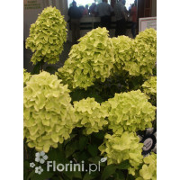 Hortensja bukietowa 'Magical Candle' | Hydrangea paniculata
