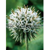 Przegorzan kulisty 'Arctic Glow' Echinops sphaerocephalus