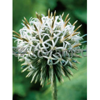 Przegorzan kulisty 'Arctic Glow' Echinops sphaerocephalus