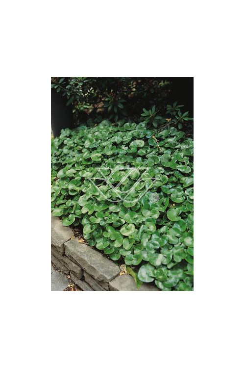 Kopytnik pospolity Asarum europaeum