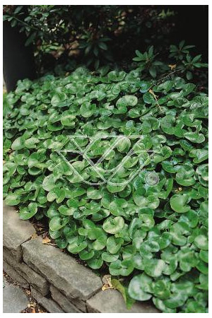 Kopytnik pospolity Asarum europaeum