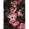 Dereń kwiecisty 'Rubra' Cornus florida