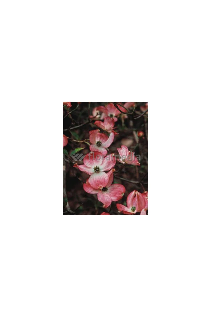 Dereń kwiecisty 'Rubra' Cornus florida