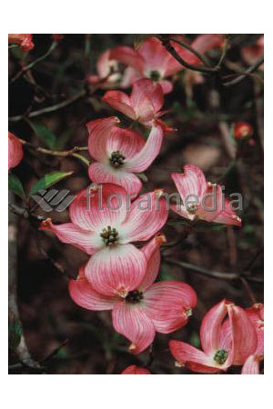 Dereń kwiecisty 'Rubra' Cornus florida