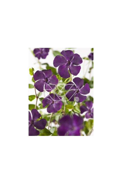 Barwinek mniejszy 'Atropurpurea' Vinca minor