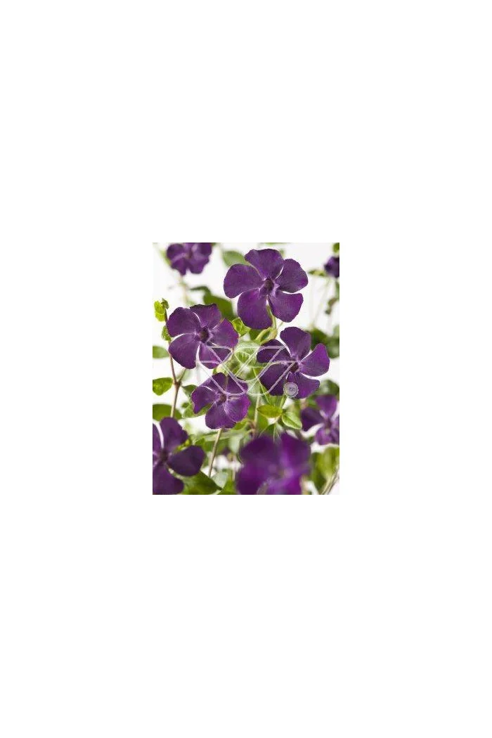 Barwinek mniejszy 'Atropurpurea' Vinca minor