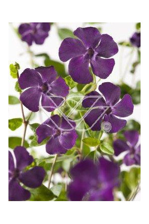 Barwinek mniejszy 'Atropurpurea' Vinca minor