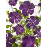 Barwinek mniejszy 'Atropurpurea' Vinca minor
