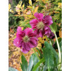Ciemiernik orientalny 'Double Ellen Red' | Helleborus orientalis