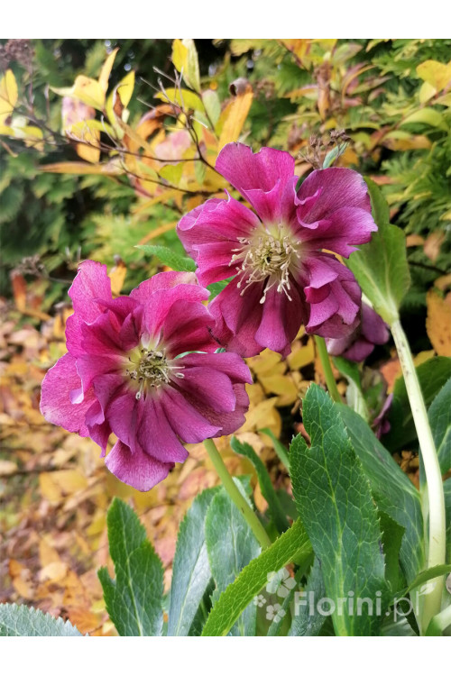 Ciemiernik orientalny 'Double Ellen Red' | Helleborus orientalis