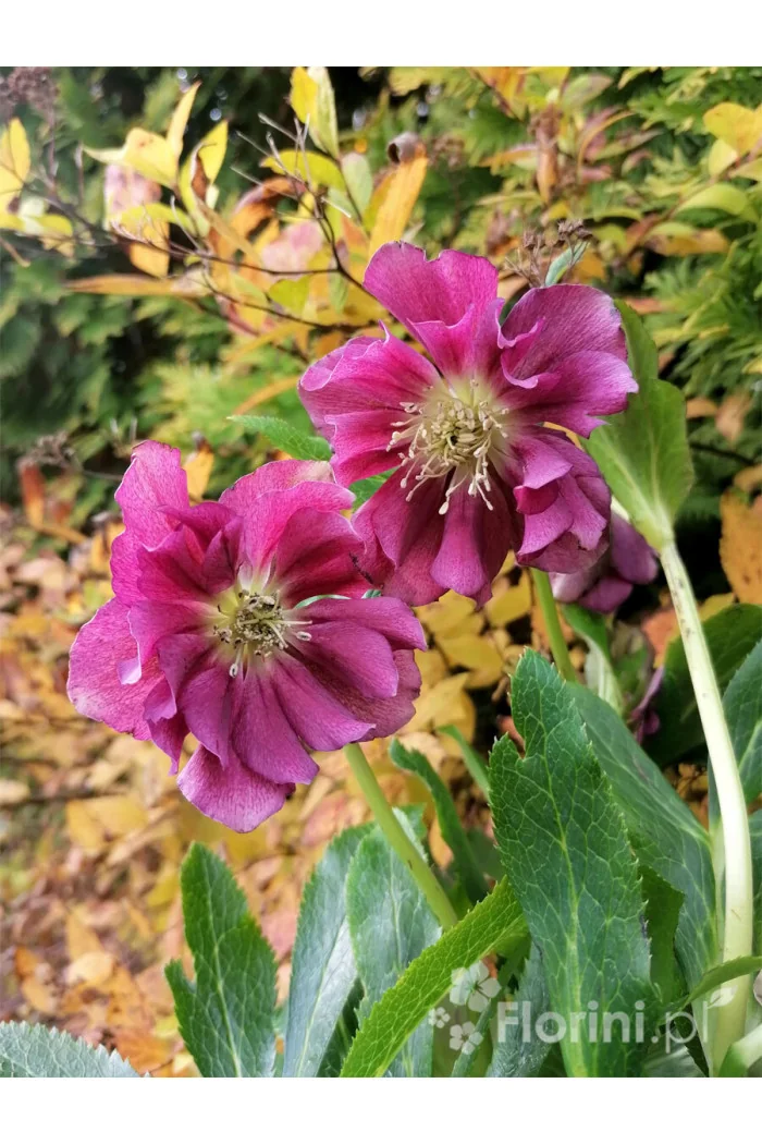Ciemiernik orientalny 'Double Ellen Red' | Helleborus orientalis