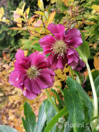 Ciemiernik orientalny 'Double Ellen Red' | Helleborus orientalis