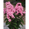 Floks wiechowaty 'Famous Pink with Eye' Phlox panniculata