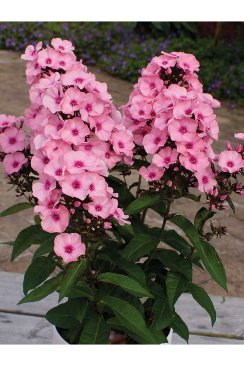 Floks wiechowaty 'Famous Pink with Eye' Phlox panniculata