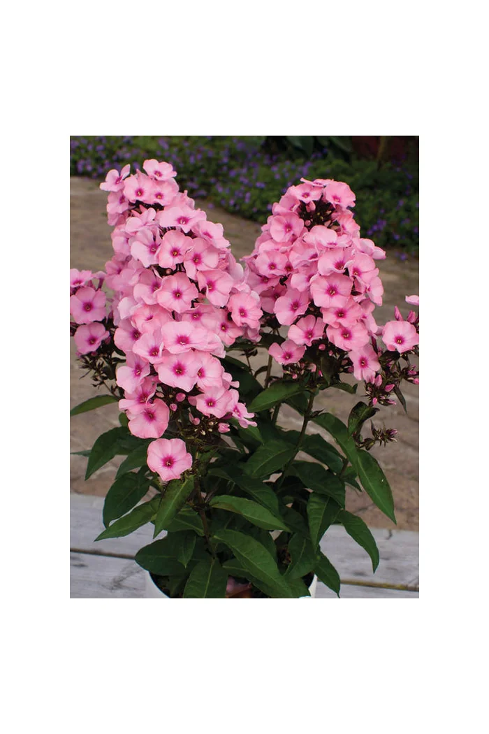 Floks wiechowaty 'Famous Pink with Eye' Phlox panniculata