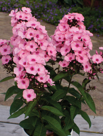 Floks wiechowaty 'Famous Pink with Eye' Phlox panniculata