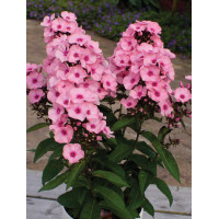 Floks wiechowaty 'Famous Pink with Eye' Phlox panniculata