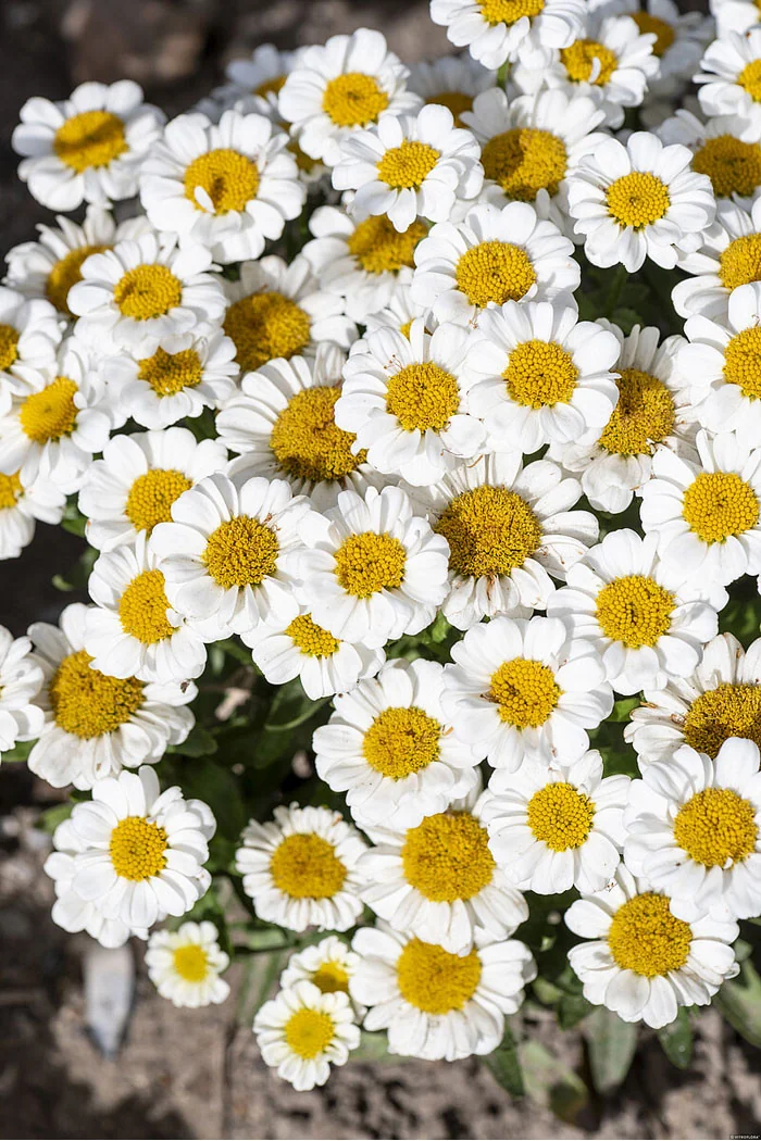 Złocień 'Sweet Daisy Shelly' | Leucanthemum x superbum