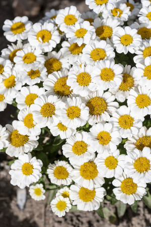 Złocień 'Sweet Daisy Shelly' | Leucanthemum x superbum