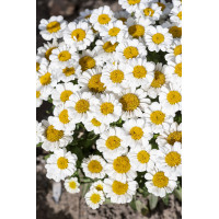 Złocień 'Sweet Daisy Shelly' | Leucanthemum x superbum